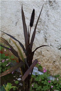 800fecf8-IMG_5188 Pennisetum Purple majesty.jpg